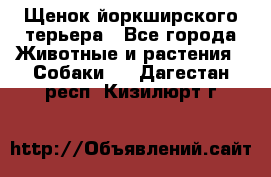 Щенок йоркширского терьера - Все города Животные и растения » Собаки   . Дагестан респ.,Кизилюрт г.